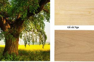 gỗ sồi là gì? cách phân biệt gỗ sồi