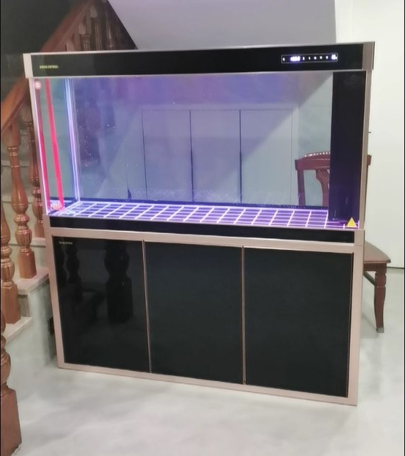 Bể cá rồng, chép koi nhập khẩu BC041 hình ảnh thực tế