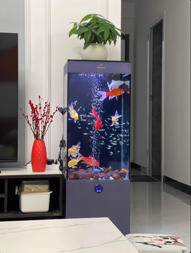 Ảnh thật Bể cá chép sư tử BC043 2